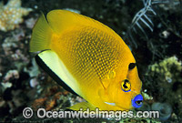 Three-spot Angelfish (Apolemichthys trimaculatus). Great Barrier Reef, Queensland, Australia