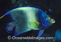 Blue Angelfish (Pomacanthus semicirculatus). Also known as Semi-circle Angelfish and Half-circled Angelfish. Found throughout Indo-West Pacific, including Great Barrier Reef, Australia. Geographical variations occur.
