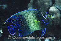 Blue Angelfish (Pomacanthus semicirculatus). Also known as Semi-circle Angelfish and Half-circled Angelfish. Found throughout Indo-West Pacific, including Great Barrier Reef, Australia. Geographical variations occur.