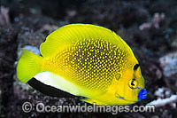 Three-spot Angelfish (Apolemichthys trimaculatus). Found throughout Indo-West Pacific, including Great Barrier Reef, Australia. Geographical variations occur.