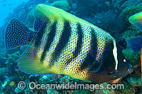 Six-banded Angelfish (Pomacanthus sexstriatus). Found throughout the Indo-West Pacific. Photo taken on the Great Barrier Reef, Queensland, Australia