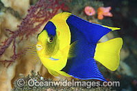 Bicolor Angelfish (Centropyge bicolor). Also known as Oriole Angelfish. Found throughout the Central and western Pacific, from Malaysia to Samoa Islands and Great Barrier Reef (Australia) to Japan.