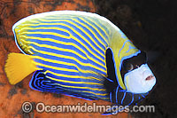 Emperor Angelfish (Pomacanthus imperator). Found throughout the Indo-Pacific, including the Great Barrier Reef, Australia.