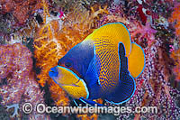 Majestic Angelfish (Pomacanthus navarchus). Also known as Blue-girdled Angelfish. Found throughout the Indo-Pacific, including the Great Barrier Reef, Australia.