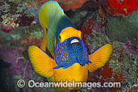 Blue-face Angelfish (Pomacanthus xanthometopon). Also known as Yellow-mask Angelfish. Found throughout Indo-West Pacific, including Great Barrier Reef, Australia.