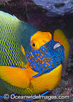 Blue-face Angelfish (Pomacanthus xanthometopon). Also known as Yellow-mask Angelfish. Found throughout Indo-West Pacific, including Great Barrier Reef, Australia.