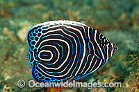 Emperor Angelfish (Pomacanthus imperator), juvenile. Found throughout the Indo-West Pacific, including the Great Barrier Reef, Australia.