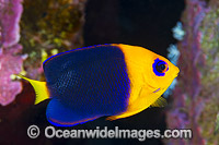 Cocos Angelfish (Centropyge joculator). Found only at Cocos-Keeling Islands and Christmas Island, Western Indian Ocean, Australia.