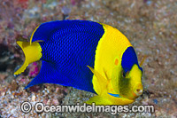 Bicolor Angelfish (Centropyge bicolor). Also known as Oriole Angelfish. Found throughout the Central and western Pacific, from Malaysia to Samoa Islands and Great Barrier Reef (Australia) to Japan.