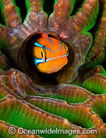 Blue-lined Sabretooth Blenny (Plagiotremus rhinorynchos), resting inside a Tube Worm hole in Brain Coral. Also known as Tube-worm Blenny. Found throughout the Indo-West Pacific, including the Great Barrier Reef, Australia.