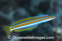 Blue-lined Sabretooth Blenny (Plagiotremus rhinorynchos). Also known as Tube-worm Blenny. Found throughout the Indo-West Pacific, including the Great Barrier Reef, Australia.