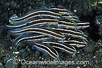 Striped Catfish (Plotosus lineatus). Found throughout the Indo-West Pacific, including Great Barrier Reef, Australia, extending to sub-tropical regions. Often seen in large schools, but adults seperate at night to feed. Also known as Coral Catfish.