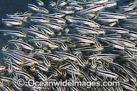 Schooling juvenile Striped Catfish (Plotosus lineatus). Found through Indo-West Pacific, extending to sub-tropical regions. Seen in large schools, but adults seperate at night to feed. Also known as Coral Catfish. Great Barrier Reef, Queensland, Australia
