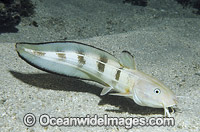 Striped Catfish (Plotosus lineatus). Found throughout the Indo-West Pacific, extending to sub-tropical regions. Seen in large schools, adults seperate at night to feed. Also known as Coral Catfish. Great Barrier Reef, Queensland, Australia