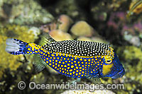 Spotted Boxfish (Ostracion meleagris) - male. Female is primarily black with spots. Found throughout the Indo-West Pacific, including the Great Barrier Reef. Also known as Black Boxfish.
