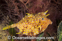 Thorny-back Cowfish (Lactoria fornasini). Found throughout tropical and sub-tropical Australian water, usually on sand, mud and rubble reefs, coastal bays and stuaries.