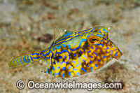 Thorny-back Cowfish (Lactoria fornasini). Also known as Boxfish. Found throughout the Indo-West Pacific, including the Great Barrier Reef, Australia.