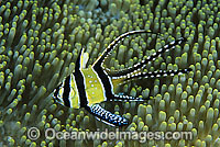 Banggai Cardinalfish (Pterapogon kauderni) - sheltering in a sea anemone. Originally only known from Banggai Islands, central-east Sulawesi, Indonesia, but now introduced to northern Sulawesi coastal waters by aquarists.