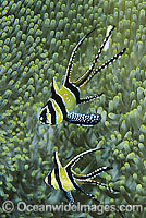 Banggai Cardinalfish (Pterapogon kauderni) - sheltering in a sea anemone. Originally only known from Banggai Islands, central-east Sulawesi, Indonesia, but now introduced to northern Sulawesi coastal waters by aquarists.
