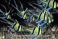 Banggai Cardinalfish (Pterapogon kauderni). Originally only known from Banggai Islands, central-east Sulawesi, Indonesia, but now introduced to northern Sulawesi coastal waters by aquarists.
