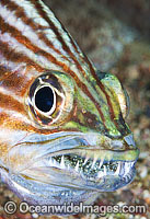 Intermediate Cardinalfish (Cheilodipterus intermedius), male incubating a fertilised egg mass in its mouth. Also known as Inbetween Cardinalfish. Found throughout the Indo-West Pacific, including the Great Barrier reef, Australia.
