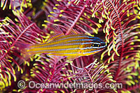 Blue-lined Cardinalfish (Apogon cyanosoma), sheltering amongst the arms of a Crinoid Feather Star. Also known as Orange-lined Cardinalfish. Found throughout the Indo-West Pacific, including the Great Barrier Reef, Australia.