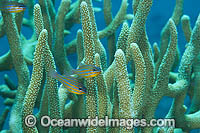 Blue-lined Cardinalfish (Apogon cyanosoma), sheltering amongst acropora coral. Also known as Orange-lined Cardinalfish. Found throughout the Indo-West Pacific, including the Great Barrier Reef, Australia.