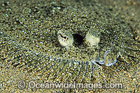 Left-eyed Flounder possibly: Leopard Flounder (Bothus pantherinus). Common on coastal sand flats throughout Indo-West Pacific. Photo taken at Lembeh Strait, Sulawesi, Indonesia