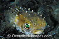 Rounded Porcupinefish (Cyclichthys orbicularis), inflated. Also known as Short-finned Porcupinefish. Found throughout the Ino-West Pacific, including the Great Barrier Reef, Australia. Photo taken at Tulamben, Bali, Indonesia