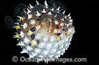 Rounded Porcupinefish (Cyclichthys orbicularis), inflated. Also known as Short-finned Porcupinefish. Found throughout the Ino-West Pacific, including the Great Barrier Reef, Australia.