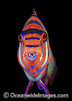 Harlequin Tuskfish (Choerodon fasciatus). Great Barrier Reef, Queensland, Australia