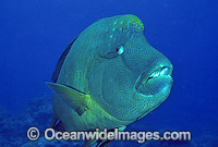 Napolean Wrasse (Cheilinus undulatus) with Remora Suckerfish (Remora remora) attached. Also known as Humphead Maori Wrasse, Giant Wrasse, Double-headed Maori Wrasse. Great Barrier Reef, Queensland, Australia. Classified Endangered IUCN Red List.