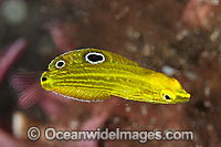 Yellow Wrasse (Halichoeres chrysus), juvenile. Found throughout the West Pacific. Photo taken at Tulamben, Bali, Indonesia. Within the Coral Triangle.