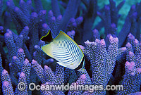 Chevroned Butterflyfish (Chaetodon trifascialis) amongst Acropora Coral. Great Barrier Reef, Queensland, Australia