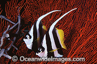 Longfin Bannerfish (Heniochus acuminatus). Also known as Reef Bannerfish. Great Barrier Reef, Queensland, Australia