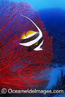 Longfin Bannerfish (Heniochus acuminatus). Also known as Reef Bannerfish. Great Barrier Reef, Queensland, Australia