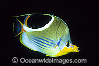 Saddled Butterflyfish (Chaetodon ephippium). Found throughout West-Pacific and eastern Indian Ocean, including the Great Barrier Reef, Australia