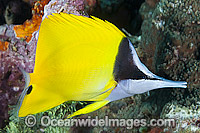 Long-nose Butterflyfish (Forcipiger flavissimus). Found throughout the Indo-Pacific, including the Great Barrier Reef, Australia.