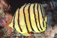 Eight-banded Butterflyfish (Chaetodon octofasciatus). Found throughout the West Pacific. Photo taken off Anilao, Philippines. Within the Coral Triangle.