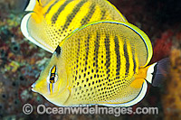 Spot-banded Butterflyfish (Chaetodon punctatofasciatus). Found throughout the Indo-Pacific, including the Great Barrier Reef, Australia.