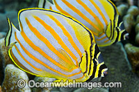 Ornate Butterflyfish (Chaetodon ornatissimus). Found throughout the Indo-West Pacific, including the Great Barrier Reef, Queensland, Australia.