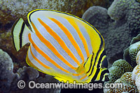 Ornate Butterflyfish (Chaetodon ornatissimus). Found throughout the Indo-West Pacific, including the Great Barrier Reef, Queensland, Australia.