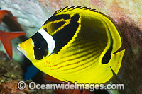 Racoon Butterflyfish (Chaetodon lunula). Found throughout the Indo-West Pacific, including the Great Barrier Reef, Queensland, Australia.