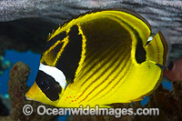 Racoon Butterflyfish (Chaetodon lunula). Found throughout the Indo-West Pacific, including the Great Barrier Reef, Queensland, Australia.