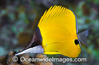 Long-nose Butterflyfish (Forcipiger flavissimus). Found throughout Indo Pacific, including the Great Barrier Reef, Queensland, Australia.