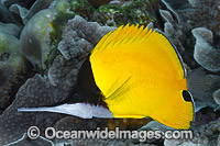 Very-long-nose Butterflyfish (Forcipiger longirostris). Also known as Big Longnose Butterflyfish. Found throughout Indo-West to Central Pacific, including the Great Barrier Reef, Queensland, Australia.