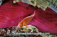 Pink Anemonefish (Amphiprion perideraion) guarding eggs beneath Anemone mantle. Great Barrier Reef, Queensland, Australia