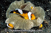 Panda Clownfish (Perca polymnus) - family amongst anemone tentacles. Also known as Saddleback Anemonefish. Milne Bay, Papua New Guinea
