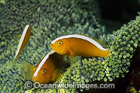 Eastern Skunk Anemonefish (Amphiprion sandaracinos). Found in association with large sea anemones throughout Indonesia, ranging to Solomon Islands, north-western Australia and Great Barrier Reef. Identified by thick white line running from snout to tail.