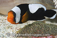 Panda Clownfish (Amphiprion polymnus), protecting eggs. Also known as Saddleback Anemonefish. Found in association with sea anemones throughout the Indo-West Pacific, with geographical colour variations. Anilao, Philippines. Coral Triangle.